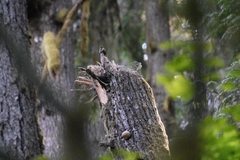 Troglodytes pacificus