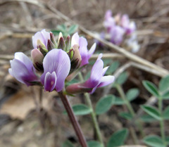 Astragalus lotiflorus