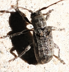 Ecyrus dasycerus