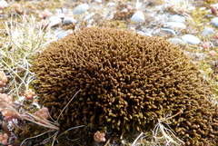 Didymodon torquatus