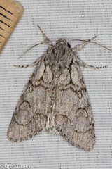 Acronicta tota