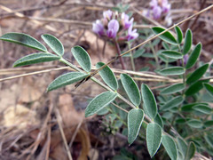 Astragalus lotiflorus