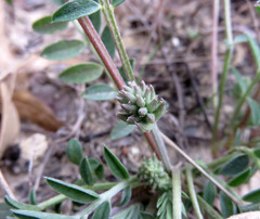 Astragalus lotiflorus