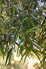 Podocarpus salignus