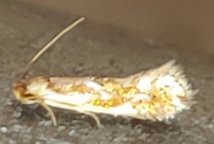 Philonome clemensella