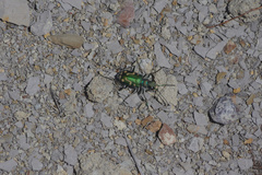 Cicindela decemnotata