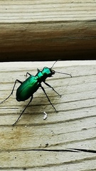 Cicindela denikei