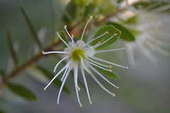 Metrosideros stipularis