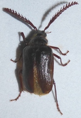 Prionus emarginatus