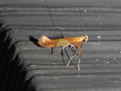 Caloptilia packardella