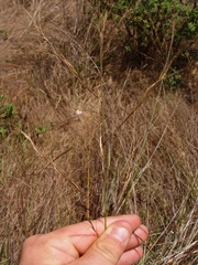 Aristida floridana