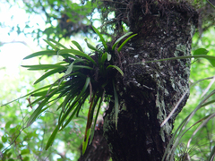 Image of Maxillaria crassifolia