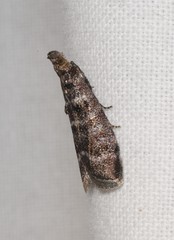 Ortholepis pasadamia