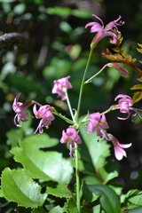 Alstroemeria revoluta
