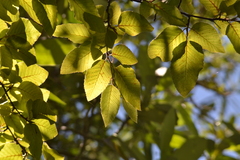 Nothofagus alessandrii