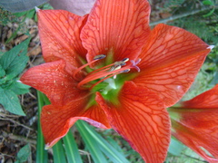 Hippeastrum