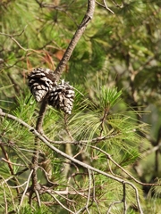 Pinus praetermissa