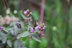 Lepidaploa karstenii