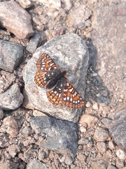Euphydryas anicia brucei