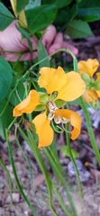 Senna georgica