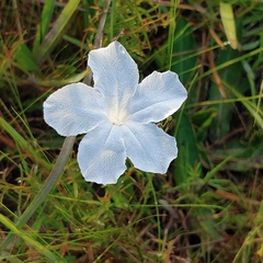 Ruellia noctiflora