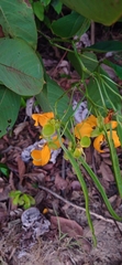 Senna georgica