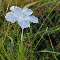 Ruellia noctiflora