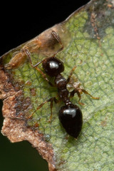 Crematogaster cornigera
