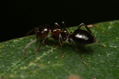 Prolasius convexus