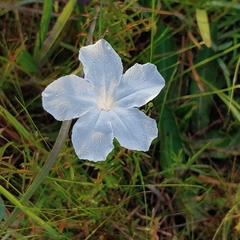 Ruellia noctiflora