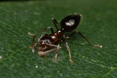 Prolasius convexus