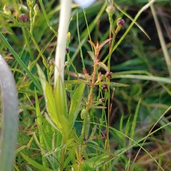 Ruellia noctiflora