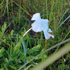 Ruellia noctiflora