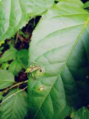 Lycambes