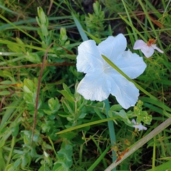Ruellia noctiflora