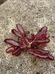 Botryocladia pseudodichotoma