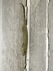 Aristelliger praesignis