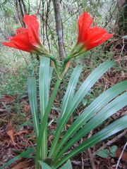 Hippeastrum
