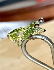 Phaulotettix compressus