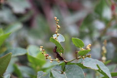 Muehlenbeckia tamnifolia