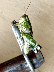 Phaulotettix compressus