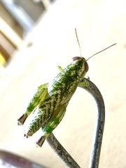 Phaulotettix compressus