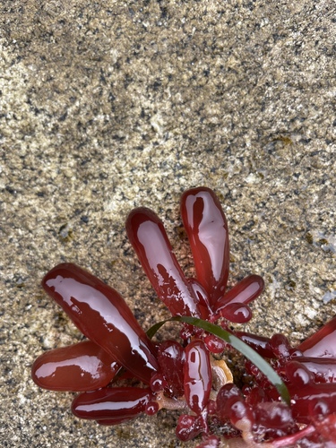 Image of Botryocladia pseudodichotoma by no rights reserved