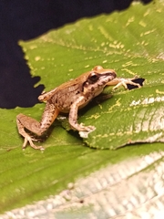 Pristimantis lymani