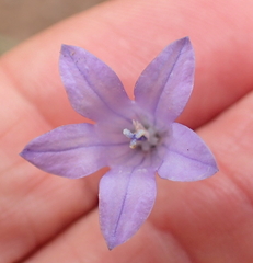 Wahlenbergia krebsii krebsii