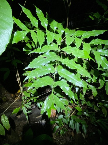 Image of Carnarvonia araliifolia by (c) Greg Tasney, some rights reserved (CC BY-SA)