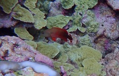 Cephalopholis urodeta