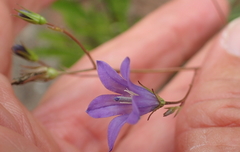 Wahlenbergia krebsii krebsii
