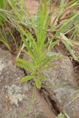 Wahlenbergia krebsii krebsii