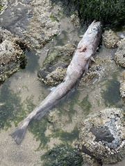 Merluccius productus